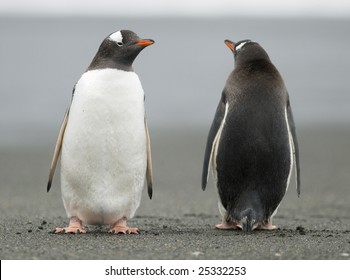 Gentoo Penguins Looking In Opposite Directions