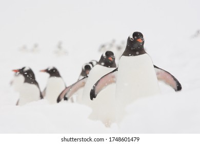 Gentoo Penguins Marching To Their Nests