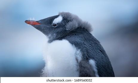 Gentoo Penguins, In Moulting Season
