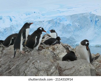 Gentoo Penguins, Nesting, With Glacier In Background,[Pygoscelis Papua]Cuverville Island,Antarctica