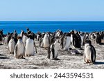 Gentoo penguins on Bertha’s beach Falkland Islands