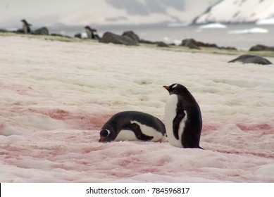 Gentoo Penguins On Snow Red With Algae In Antarctica