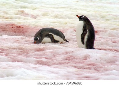 Gentoo Penguins On Snow Red With Algae In Antarctica