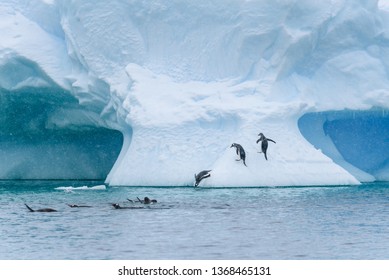 Gentoo penguins playing on a large snow covered iceberg, penguins jumping out of the water onto the iceberg, diving back into the water, and swimming, snowy day and blue ice, Paradise Bay, Antarctica
