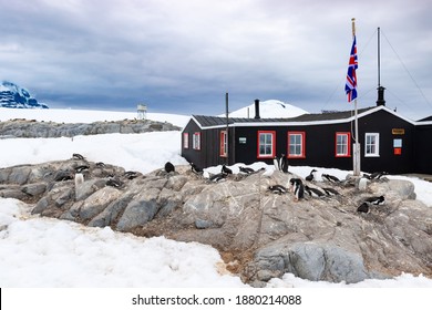 Gentoo penguins at the Port Lockroy Antarctic Base near the flag.