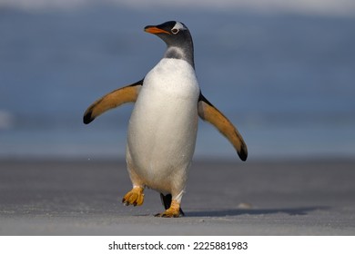 Gentoo Penguins (Pygoscelis papua) coming ashore after feeding at sea on Sea Lion Island in the Falkland Islands. - Shutterstock ID 2225881983