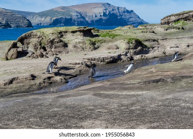 Gentoo penguins (Pygoscelis papua) crossing a stream, Grave Cove, West Falkland Island, Falkland Islands, British Overseas Territory