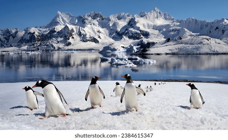 Pingüinos Gentoo (Papúa Pygoscelis) en la isla Danko en la península antártica en la Antártida.