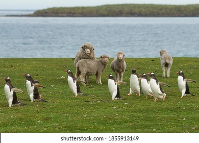 Gentoo Penguins (Pygoscelis papua) pass a group of sheep as they walk back to their colony across the green grass of Bleaker Island in the Falkland Islands.