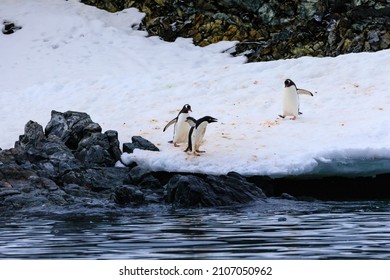 Gentoo Penguins (Pygoscelis Papua) Squabble With An Adelie Penguin (Pygoscelis Adeliae)  In A Battle For Territory On The Antarctic Coast Of The Antarctic Peninsula Of Antarctica