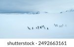 Gentoo penguins relax on snow covered hill edge in Antarctica coastline. Wildlife conservation on South Pole. Polar cold ocean mountain range in background. Sea birds colony. Explore wildlife nature
