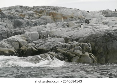 Gentoo penguins standing on a rugged, gray rocky shore with a gentle surf. The rocks display a mix of textures and colors, including shades of gray and hints of green moss. - Powered by Shutterstock