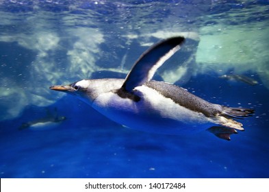 Gentoo Penguins swimming underwater of the Southern Arctic ocean. 