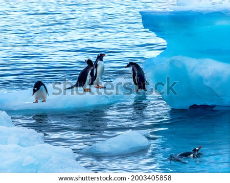 Gentoo Penguins swimming, Yankee Harbor, Greenwich Island, Antarctica.