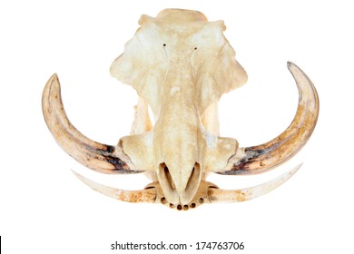 A Genuine African Wart Hog AKA  phacochoerus africanus  skull isolated on a white with room for your text. Wart Hogs are an important species and part of our eco system. 