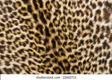 A Genuine Cheetah Skin [Fur]