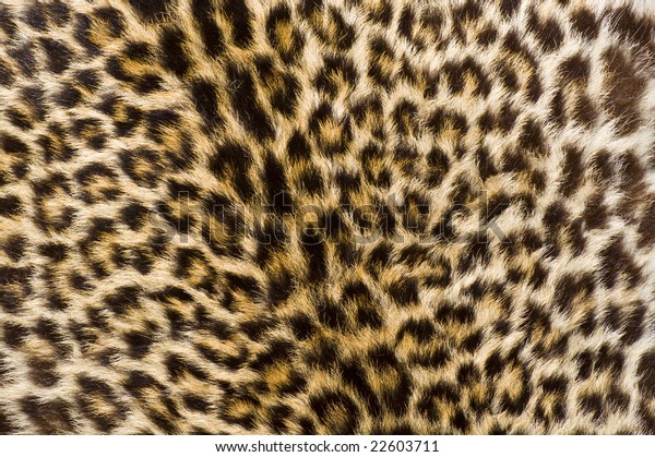 Genuine Cheetah Skin Fur Stock Photo (Edit Now) 22603711