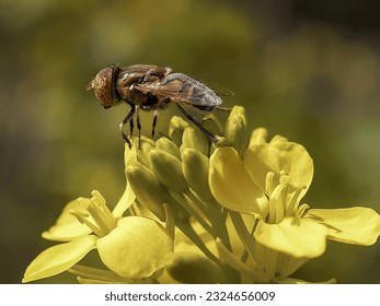 A genuine fly is an insect, in the class diptera, which has a pair of fans in the mesothorax and the metathorax is a pair of halts from the back wings