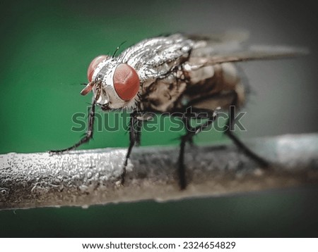 A genuine fly is an insect, in the class diptera, which has a pair of fans in the mesothorax and the metathorax is a pair of halts from the back wings
