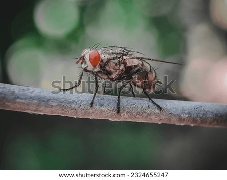 A genuine fly is an insect, in the class diptera, which has a pair of fans in the mesothorax and the metathorax is a pair of halts from the back wings