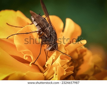A genuine fly is an insect, in the class diptera, which has a pair of fans in the mesothorax and the metathorax is a pair of halts from the back wings