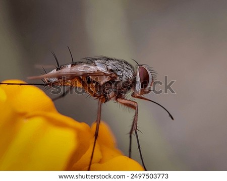 A genuine fly is an insect, in the class diptera, which has a pair of fans in the mesothorax and the metathorax is a pair of halts from the back wings