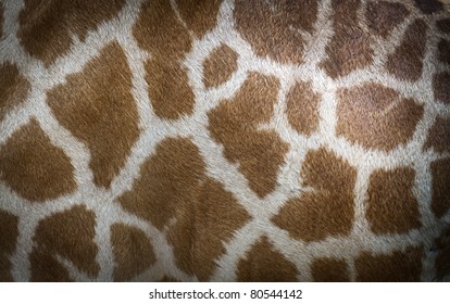 genuine leather skin of giraffe - Powered by Shutterstock