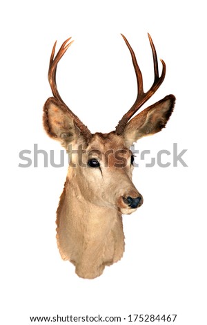 A genuine Stuffed AKA Taxidermy Dear Head with beautiful antlers isolated on white with room for your text. Deer are hunted for Meat and Trophies and are also loved by all including Santa Claus.