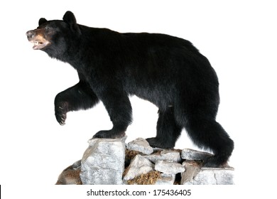 A Genuine Stuffed North American Black Bear AKA Ursus Americanus standing on rocks. Isolated on white with room for your text. Black Bears are they are on the official flag of California