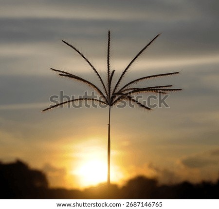genus chloris with sunset background