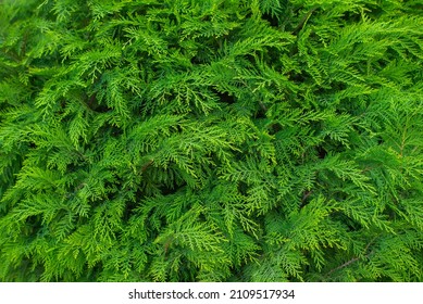 Genus Of Coniferous Shrubs Of The Cypress Family