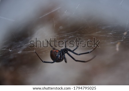 The genus Latrodectus includes 22 black widow species distributed in all continents but antartica. This western black widow, L. hesperus, is rather common in the western US. 