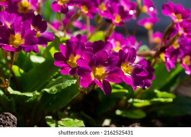 A Genus Of Plants From The Primrose Family. Most Of The Species Are Beautifully Flowering Low Grasses.