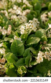 A Genus Of Plants From The Primrose Family Of The Order Heather.