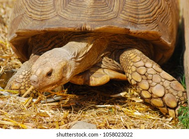 Geochelone Sulcata Centenarian African Tortoise Protruded Stock Photo ...