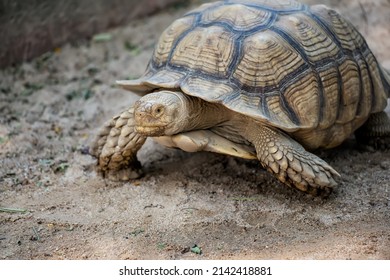 1,075 Walking huge turtle Images, Stock Photos & Vectors | Shutterstock