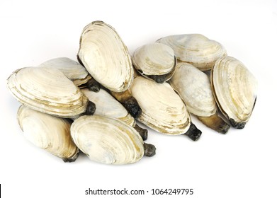 Geoduck Clam Isolated On White Background