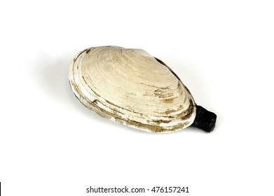 Geoduck Clam Isolated On White Background