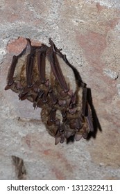 Geoffroy's Bat Myotis Emarginatus,  Species Of Vesper Bat. Ringing. Cluster