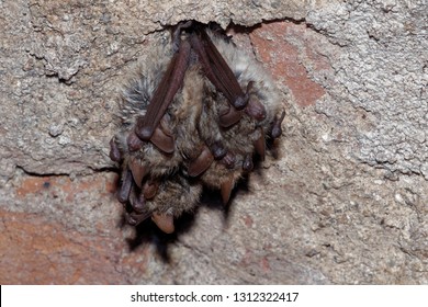 Geoffroy's Bat Myotis Emarginatus,  Species Of Vesper Bat. Ringing. Cluster