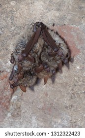 Geoffroy's Bat Myotis Emarginatus,  Species Of Vesper Bat. Ringing. Cluster