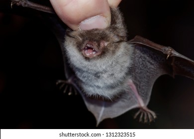 Geoffroy's Bat Myotis Emarginatus,  Species Of Vesper Bat. Rabies. Science. 