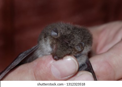 Geoffroy's Bat Myotis Emarginatus,  Species Of Vesper Bat. Rabies. Science. 