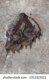 Geoffroy's Bat Myotis Emarginatus,  Species Of Vesper Bat. Rabies. Science. 