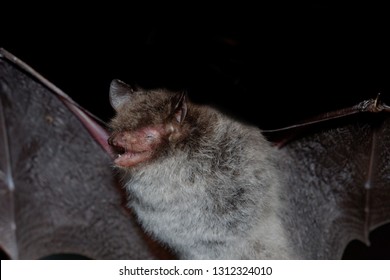 Geoffroy's Bat Myotis Emarginatus,  Species Of Vesper Bat. Flying Bat