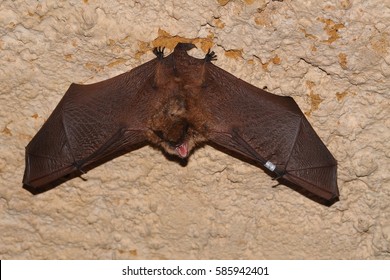 Geoffroy's Bat Myotis Emarginatus,  Species Of Vesper Bat.