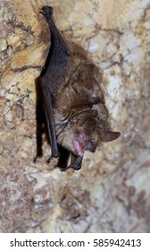 Geoffroy's Bat Myotis Emarginatus,  Species Of Vesper Bat.