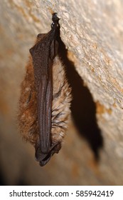 Geoffroy's Bat Myotis Emarginatus,  Species Of Vesper Bat.