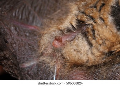 Geoffroy's Bat Myotis Emarginatus,  Species Of Vesper Bat. Penis