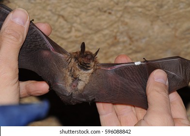 Geoffroy's Bat Myotis Emarginatus,  Species Of Vesper Bat Ringing